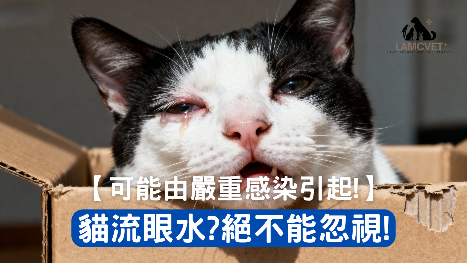 貓咪流眼水常見原因及症狀對照圖 - 萊奧動物醫療中心